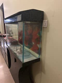 Fish aquarium