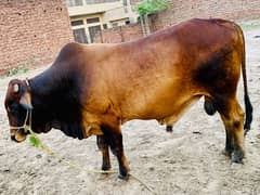 Qurbani Wehra | Bull | Bachra for Sale