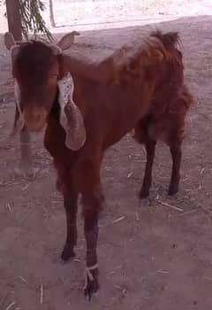 Bakra for sale starting price 55,000 to 120,000 White Bakra dumba