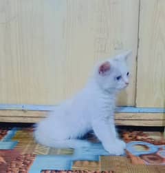 Kitten