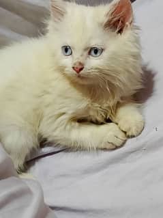 pure persion home breed kittens