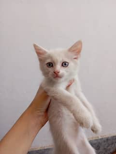 main coone and Persian mixed breed