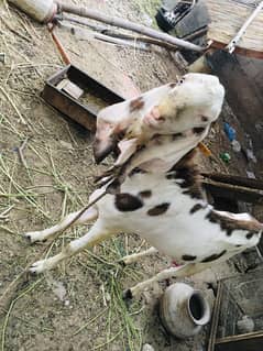 6 Daant Andu Bakra