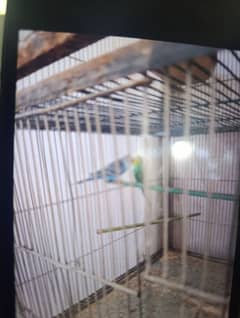 king size budgie pairs