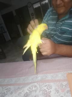 6mnth yellow Ring neck chick self ND active