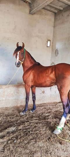 beautiful brand horse for sale