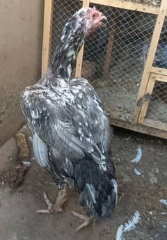 Mushki nawab saleti Madi