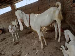 QURBANI Goats