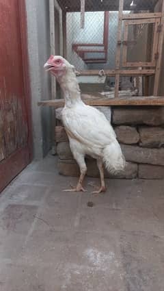 Heera