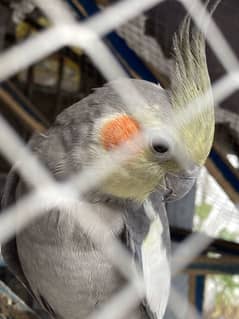 Cocktail for sale