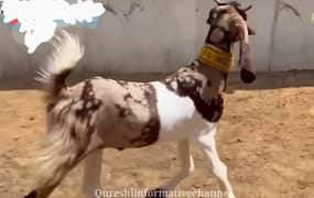 02 Dant beautiful Goat for Qurbani