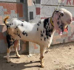 Black and White Colour, Qurbani Goat, Breeder Goat, Desi Goat