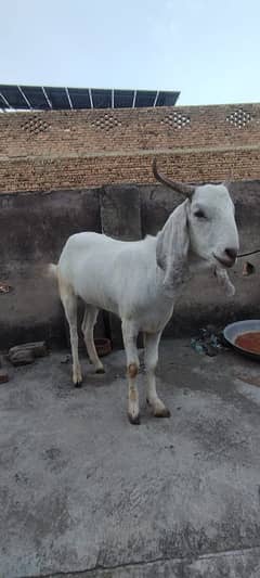 GOATS FOR SALE FOR QURBANI