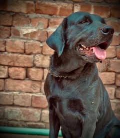 Unconditional Love: Embrace the bond with a Dog