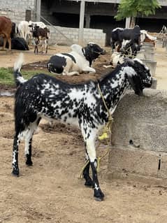 Bakra for sale