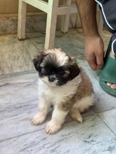 7 Shihtzu Puppies and 2 adult dogs for sale
