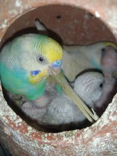 lovebird pair breeder and Australian pair breeder available