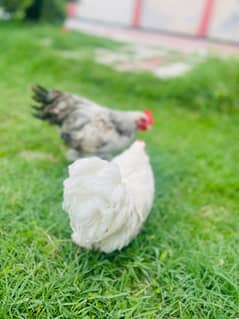 bantam