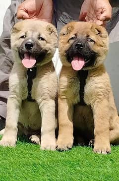 pever King  Kurdish kangal security dog available for sale