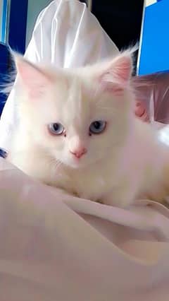 Persian cat