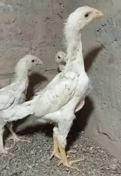 White King Shamo Chicks/high quality/ japanese shamo/pure aseel chicks