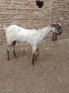 Qurbani