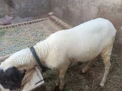 healthy and beautiful dumba for sale ghr ka pala HOA he