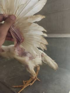 chicks