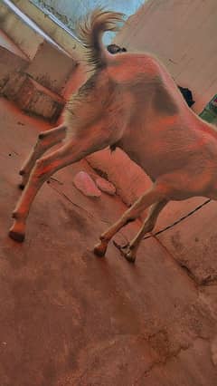 2 dant Bakra for sale