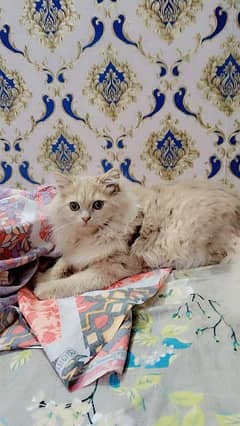 6 month age persian female cat for sale