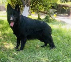 Black Garman Shepherd pink pedigree long coat stud Cross male