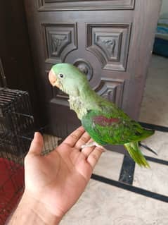 Kashmir Raw parrot Good and healthy parrot