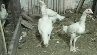 Heera