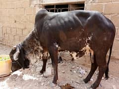Cow for sell 2025
