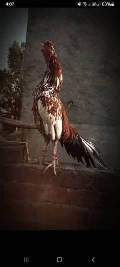 mianwali