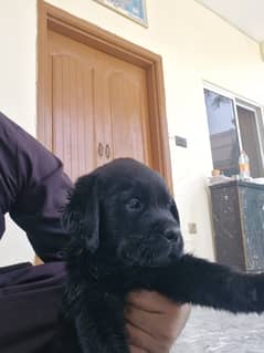 Labrador Puppy | Labra Dog | Puppies |  Labrador | Pup | Dog
