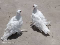 Fancy birds pigeon kabootar