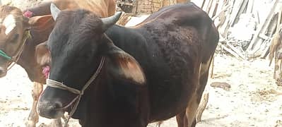 Dasi , Wacha, Qurbani Ka 2 Danat. Ghr KY Paly hoe.