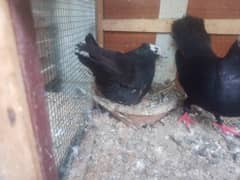 Pure Black Mukhi pair with chicsk and Neelay Shahjanpuri male katakash