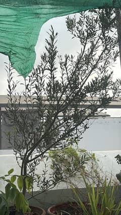Olive tree( zetoon ka darakht)