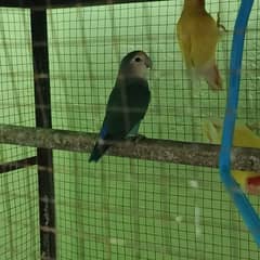lovebirds