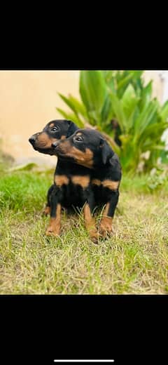 Doberman pinscher