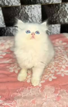 Persian