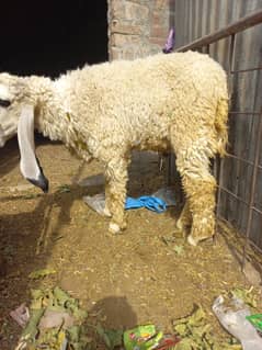 chatry for sale