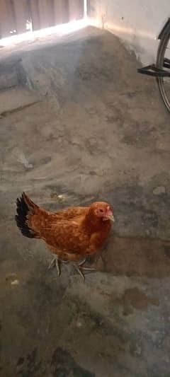 3 hens and 1 rooster for sale