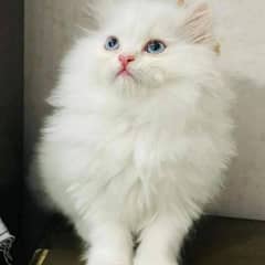 Persian