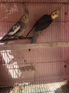 Cockatiel