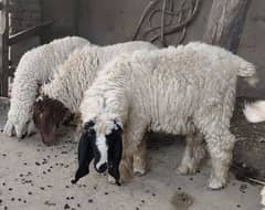 Sheeps For Sale
