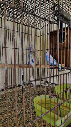 Astraliun pair with 2 chicks