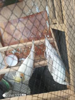 cocktail confirm breeder pair for sale with wooden cage